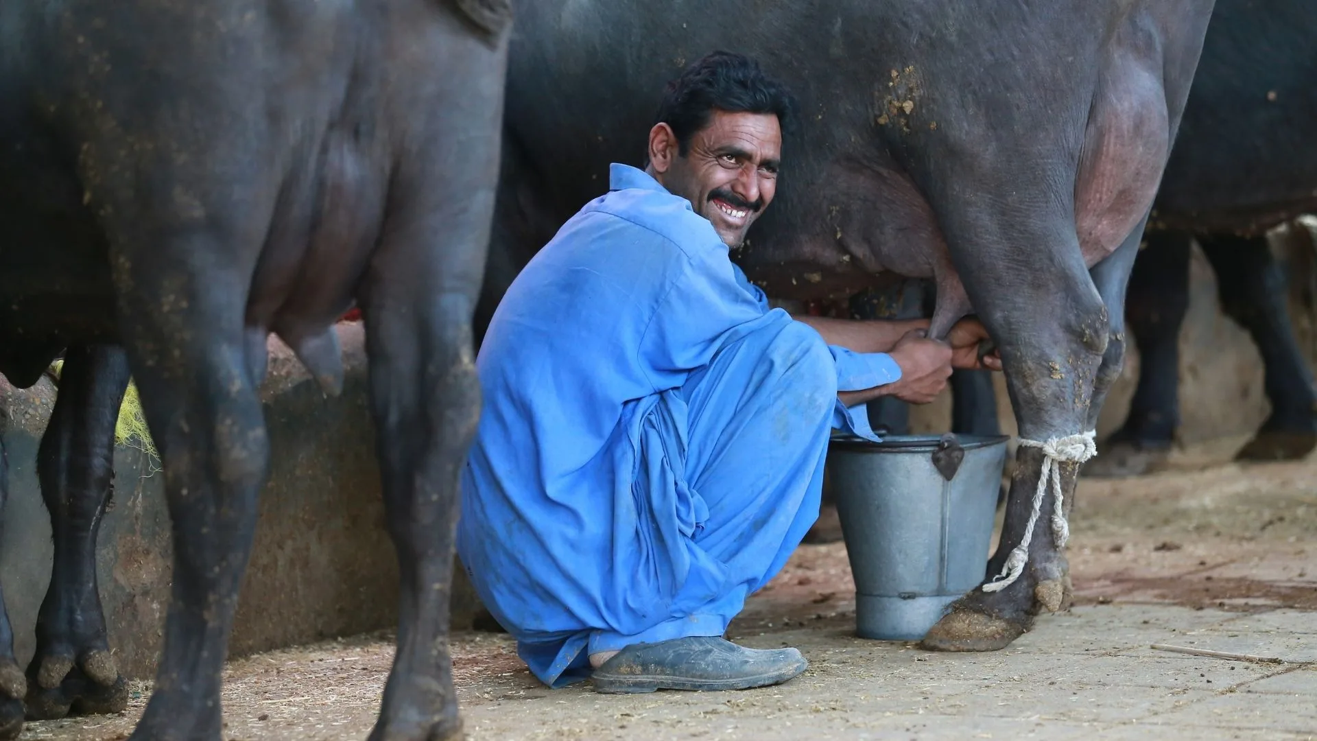 Wellhealthorganic Benefits of Buffalo Milk