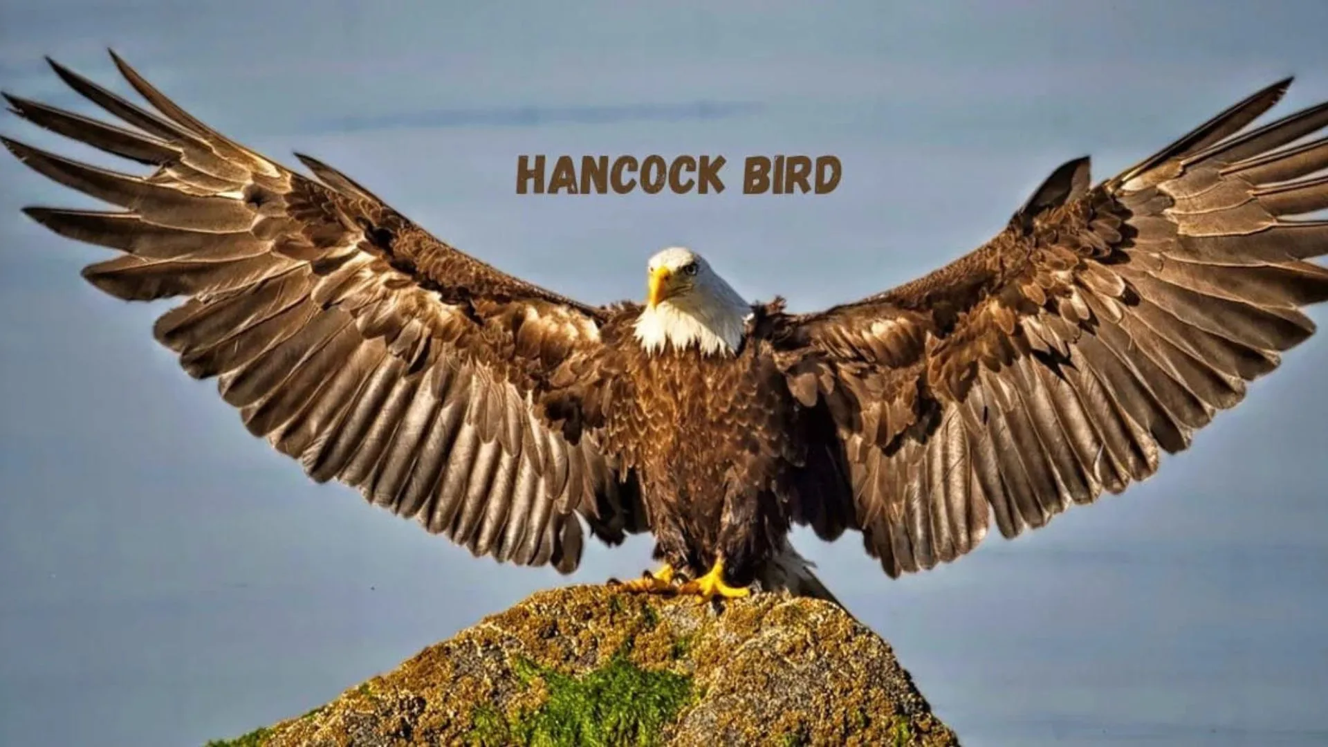 Hancock Bird: Nature’s Mysterious Marvel in Flight Hancock Bird